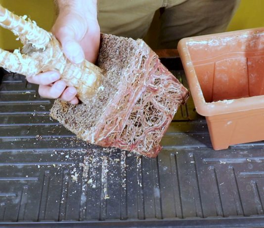 Срежьте все пожелтевшие листья и достаньте растение из горшка