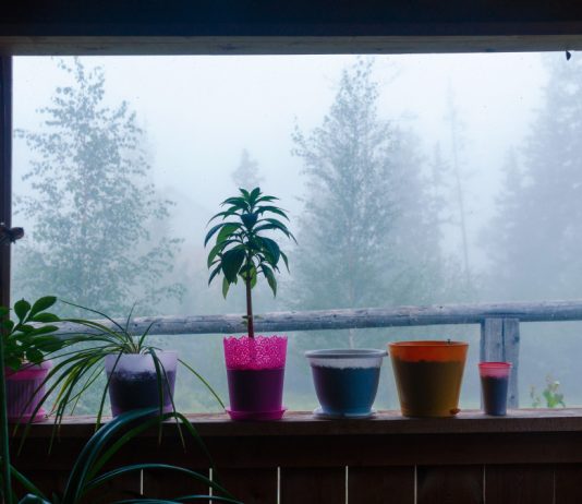 Как поддержать растения в тёмное время года?