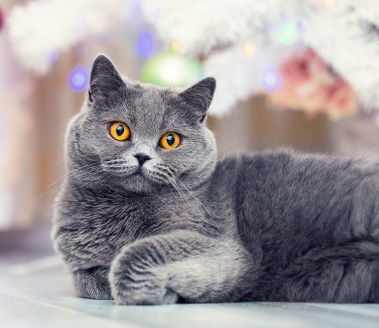 Самые интересные и популярные породы короткошерстных кошек