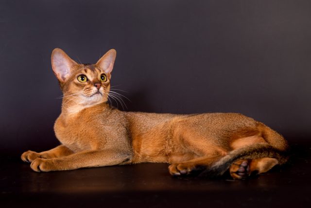 Абиссинская кошка