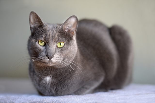 Корат (Си-соват)