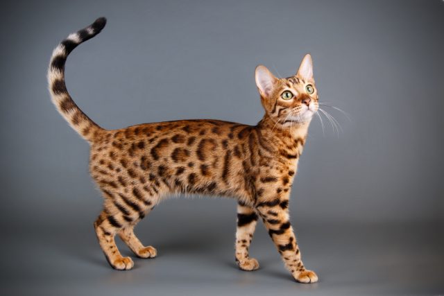 Бенгальская кошка