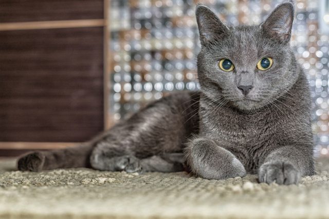 Русская голубая кошка