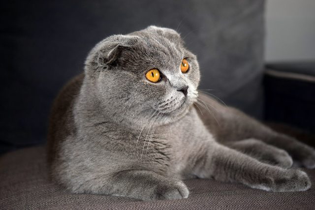 Скоттиш фолд, или шотландская вислоухая кошка