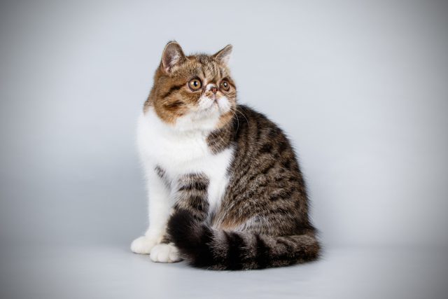 Экзотическая короткошерстная кошка