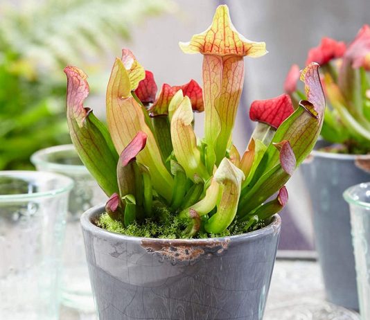 Саррацения — красивоцветущее растение-хищник - Редкие и необычные Саррацения — красивоцветущее растение-хищник