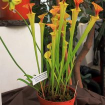 Саррацения желтая (Sarracenia flava)