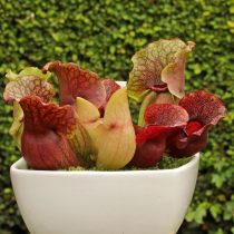 Саррацения пурпурная (Sarracenia purpurea)
