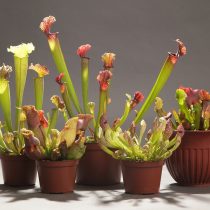 Саррацении (Sarracenia)