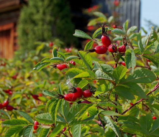 Шиповник — выбираем самые витаминные и урожайные сорта - Цветник и ландшафт Шиповник — выбираем самые витаминные и урожайные сорта
