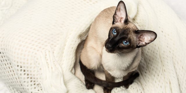 Сиамская кошка