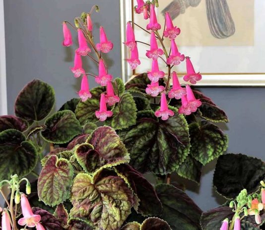 Смитианта — элегантное растение мисс Смит