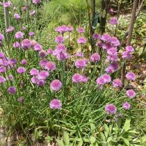 Шнитт-лук (Allium schoenoprasum)