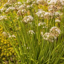 Душистый лук (Allium ramosum)