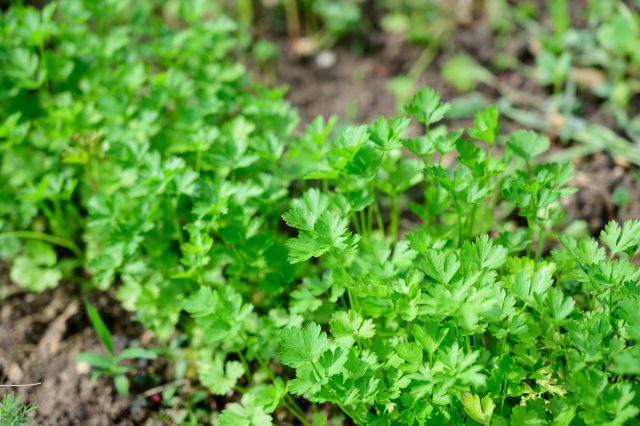 Петрушка (Petroselinum)