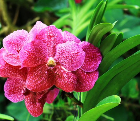 Ванда — яркая комнатная орхидея для внимательных цветоводов