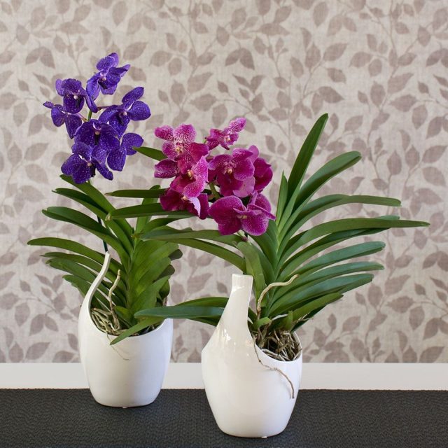 Ванда (Vanda)