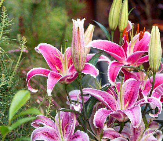 Выращивание восточных гибридов лилий в регионах с суровыми зимами - Цветник и ландшафт Выращивание восточных гибридов лилий в регионах с суровыми зимами
