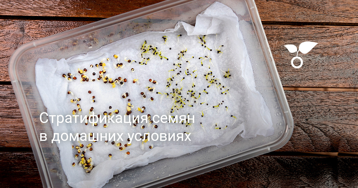 Стратификация семян в домашних условиях — Ботаничка