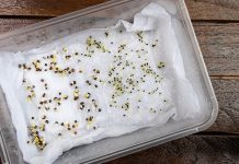Стратификация семян в домашних условиях