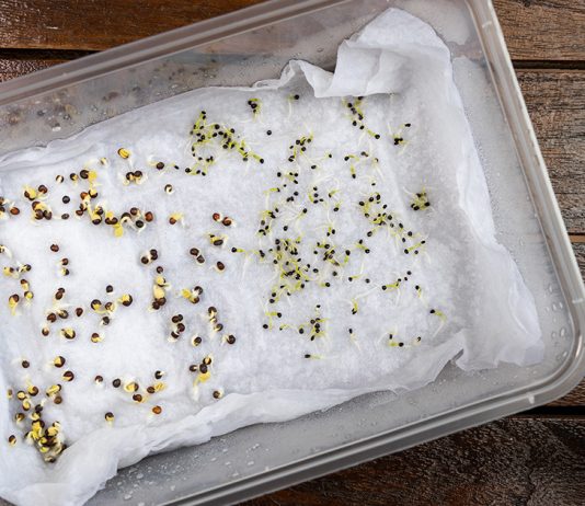 Стратификация семян в домашних условиях