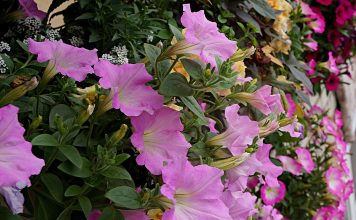 5 самых мощных ампельных петуний, которые можно вырастить из семян