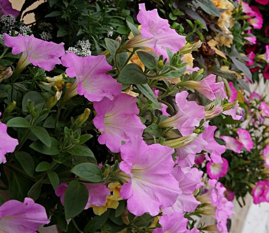 5 самых мощных ампельных петуний, которые можно вырастить из семян