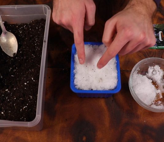 5 способов посеять лаванду на рассаду: выбирайте любой - Цветы многолетние Способ № 4: посев на снег