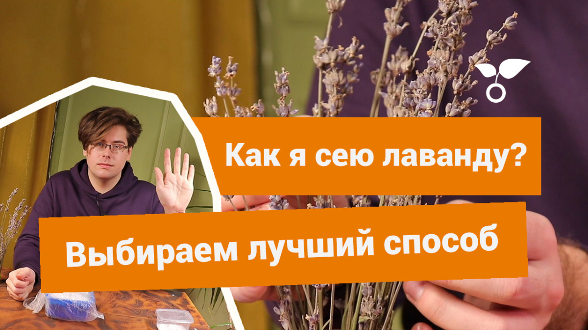 5 способов посеять лаванду на рассаду: выбирайте любой — Ботаничка