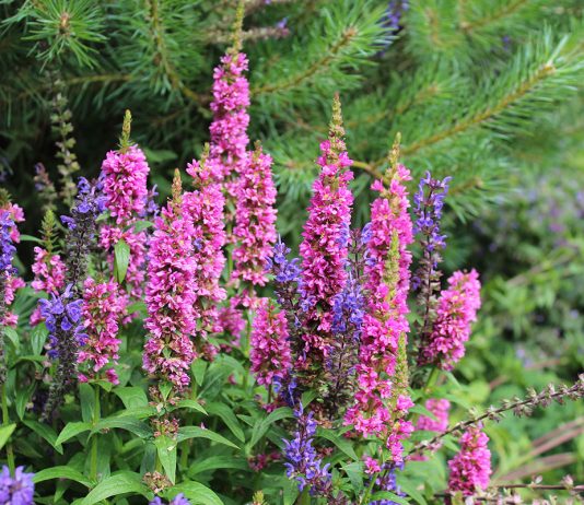 Гармония цвета — как сделать сад более привлекательным