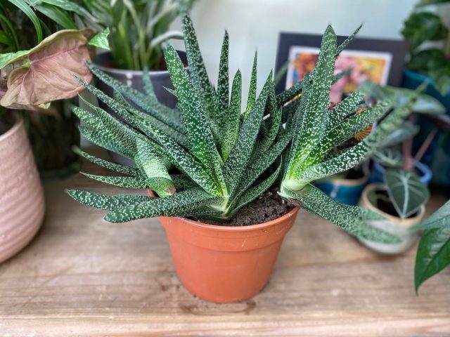 Гастерия косая (Gasteria obliqua)