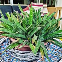 Гастерия килеватая (Gasteria carinata), или Гастерия бородавчатая (Gasteria verrucosa)