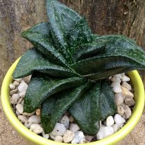 Гастерия сверкающая (Gasteria nitida), или Гастерия Армстронга (Gasteria armstrongii)