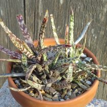 Гастерия прекрасная (Gasteria pulchra)
