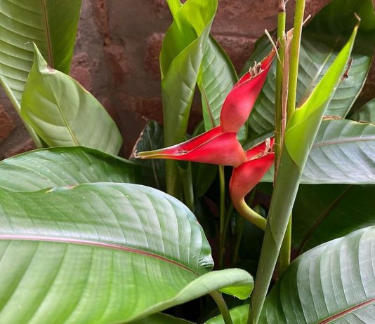 Геликония — яркий экзот для опытных цветоводов - Редкие и необычные Геликония — яркий экзот для опытных цветоводов