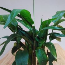 Геликония узкая (Heliconia angusta)