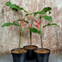 Геликония ростральная (Heliconia rostrata)
