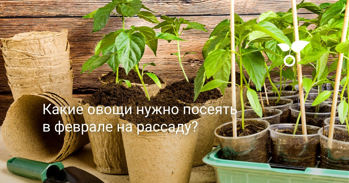 Какие овощи нужно посеять в феврале на рассаду? — Ботаничка