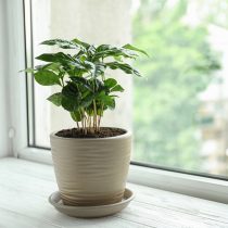 Для кофе (Coffea arabica) световой день должен составлять не менее 12 часов даже зимой