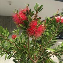 Каллистемон (Callistemon) только после зимовки в прохладе при очень ярком освещении с досветкой порадует соцветиями