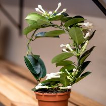 Стефанотис (Stephanotis) массово цветет только при организации искусственного освещения