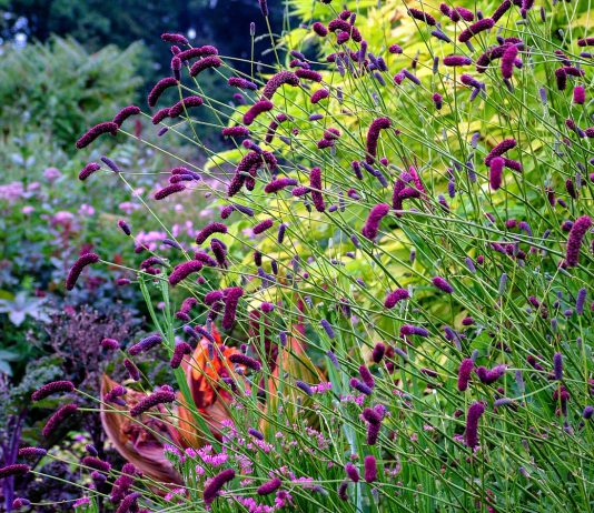 Кровохлебка — самые красивые сорта для сада