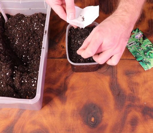 Разложите семена на поверхность почвы