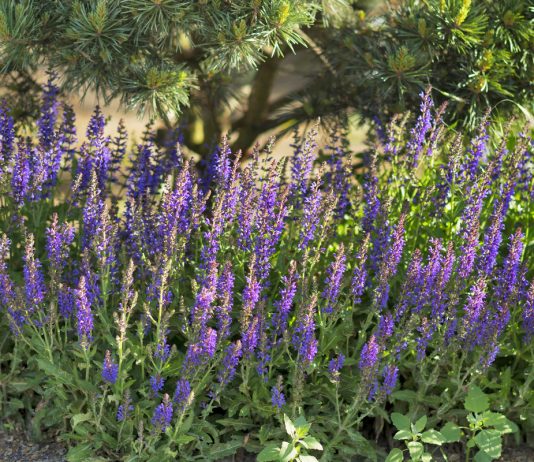 Модный иссоп в дизайне сада — особенности выращивания