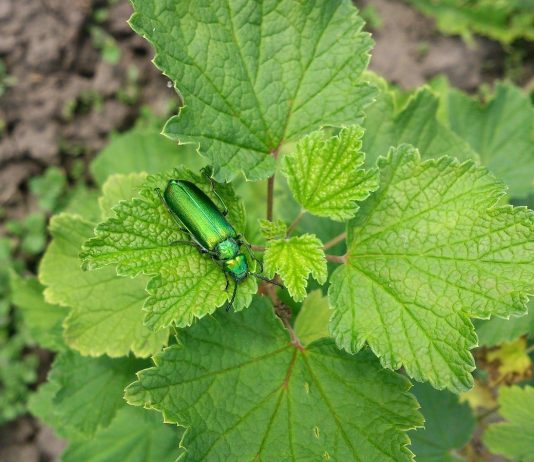 Насколько опасна для человека и растений шпанская мушка? - Животные Насколько опасна для человека и растений шпанская мушка?