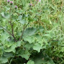Лопух большой (Arctium lappa, или Arctium majus)