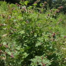 Лопух малый (Arctium minus)