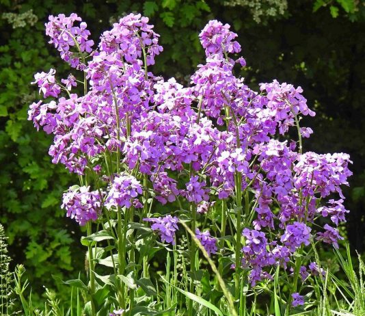 Ночная фиалка, или Гесперис — особенности выращивания и использования