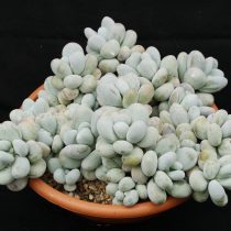 Пахифитум яйцевидный, или яйценосный (Pachyphytum oviferum)