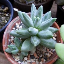Пахифитум компактный (Pachyphytum compactum)